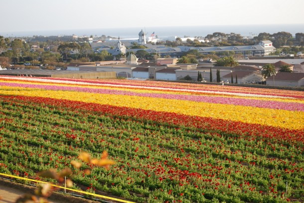 Carlsbad flower fields